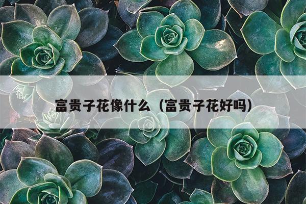 富贵子花像什么（富贵子花好吗）