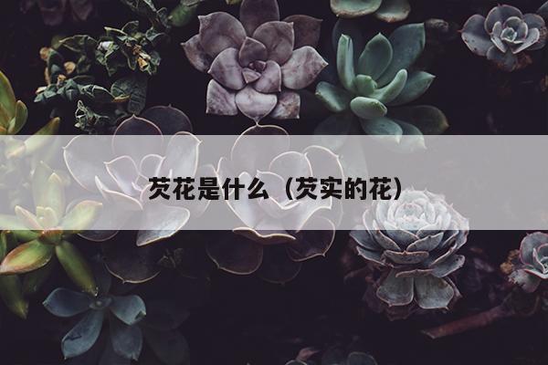 芡花是什么（芡实的花）