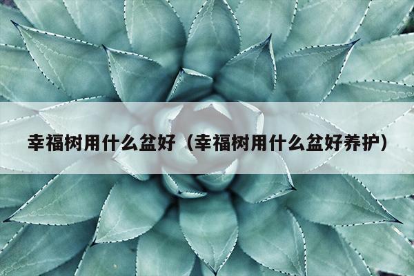 幸福树用什么盆好（幸福树用什么盆好养护）