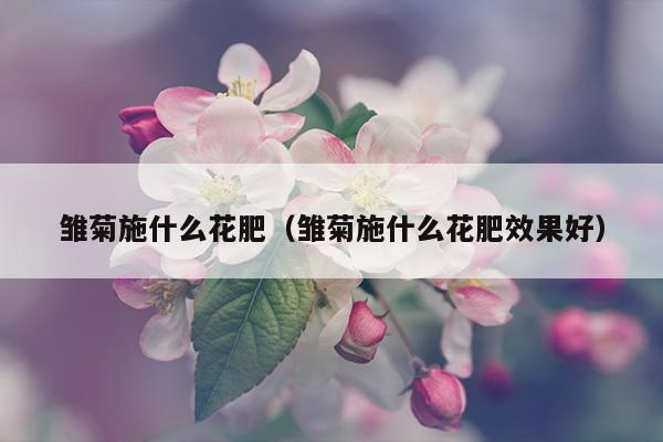 雏菊施什么花肥（雏菊施什么花肥效果好）