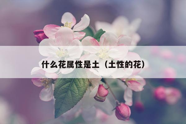 什么花属性是土（土性的花）