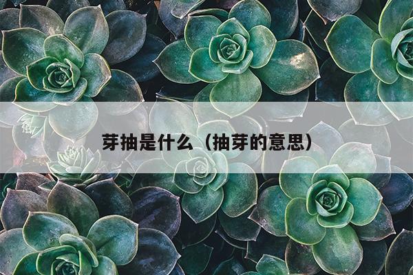 芽抽是什么（抽芽的意思）