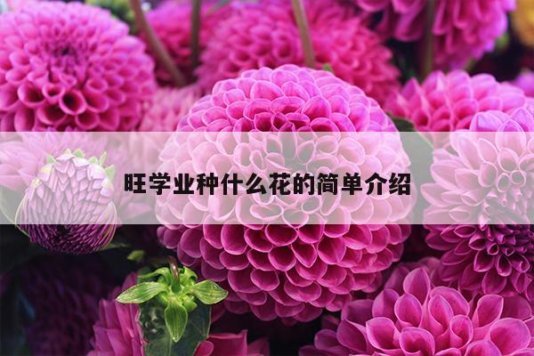 旺学业种什么花的简单介绍