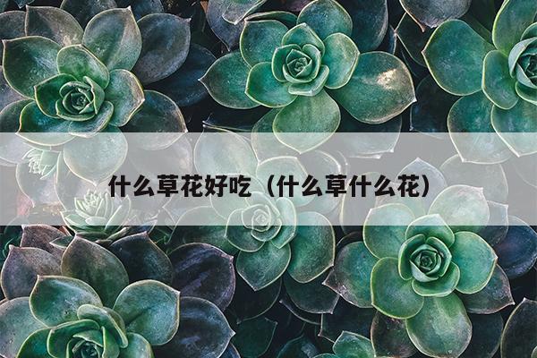 什么草花好吃（什么草什么花）