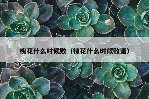 槐花什么时候败（槐花什么时候败蜜）