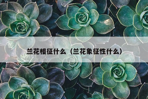 兰花相征什么（兰花象征性什么）