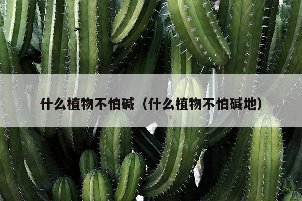 什么植物不怕碱（什么植物不怕碱地）