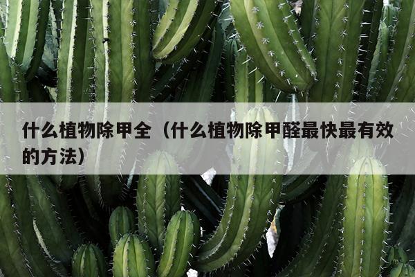 什么植物除甲全（什么植物除甲醛最快最有效的方法）