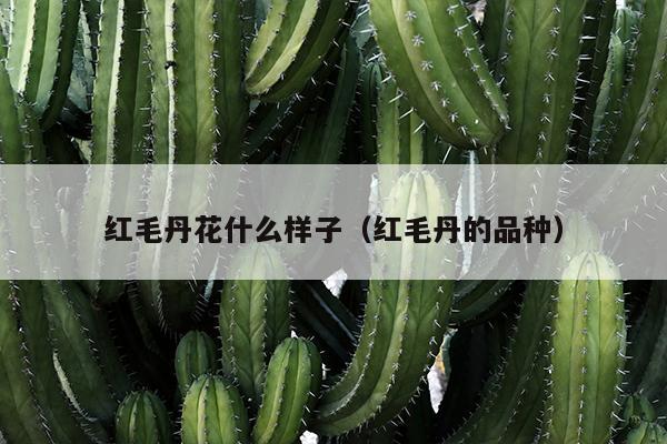 红毛丹花什么样子（红毛丹的品种）