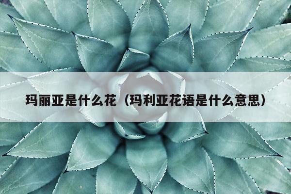 玛丽亚是什么花（玛利亚花语是什么意思）