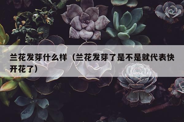 兰花发芽什么样（兰花发芽了是不是就代表快开花了）