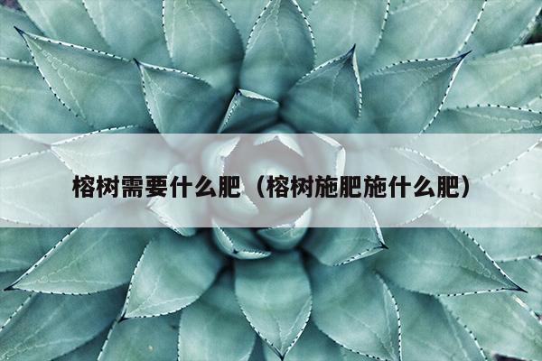 榕树需要什么肥（榕树施肥施什么肥）