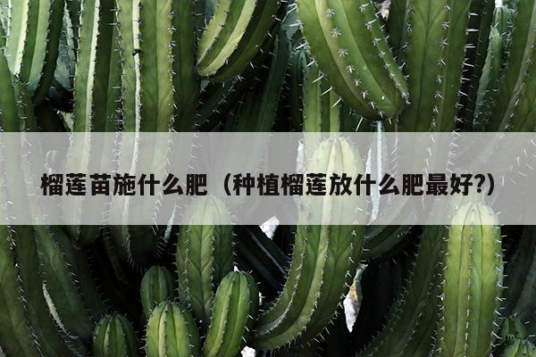 榴莲苗施什么肥（种植榴莲放什么肥最好?）