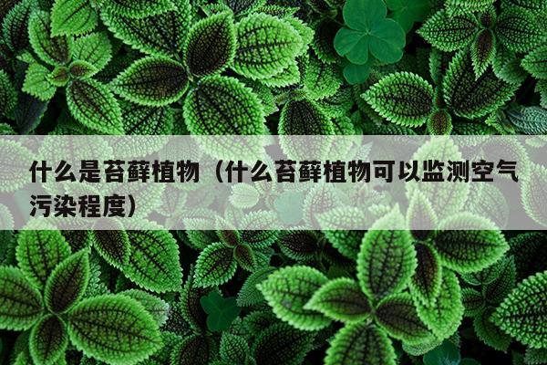 什么是苔藓植物（什么苔藓植物可以监测空气污染程度）