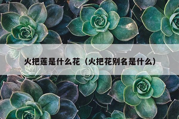 火把莲是什么花（火把花别名是什么）