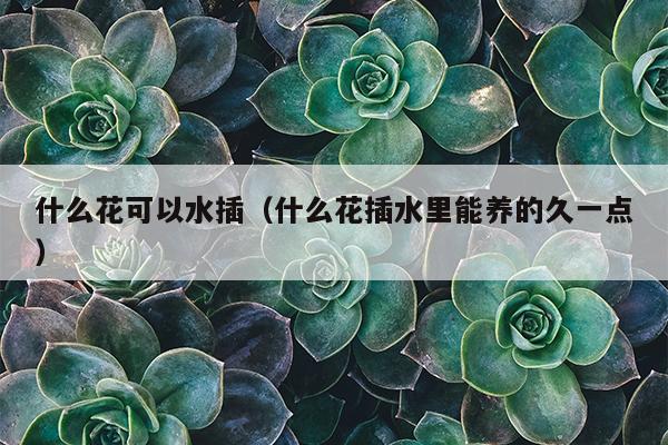 什么花可以水插（什么花插水里能养的久一点）