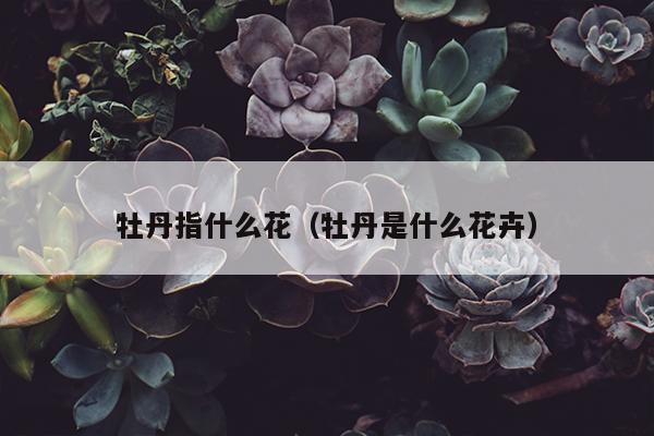 牡丹指什么花（牡丹是什么花卉）