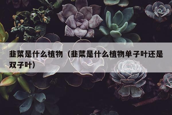 韭菜是什么植物（韭菜是什么植物单子叶还是双子叶）