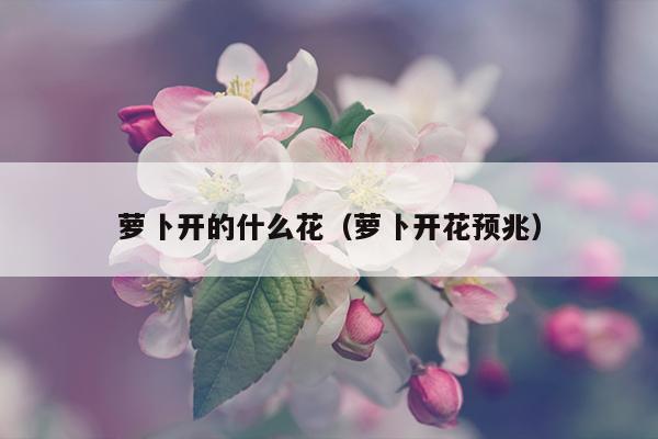 萝卜开的什么花（萝卜开花预兆）