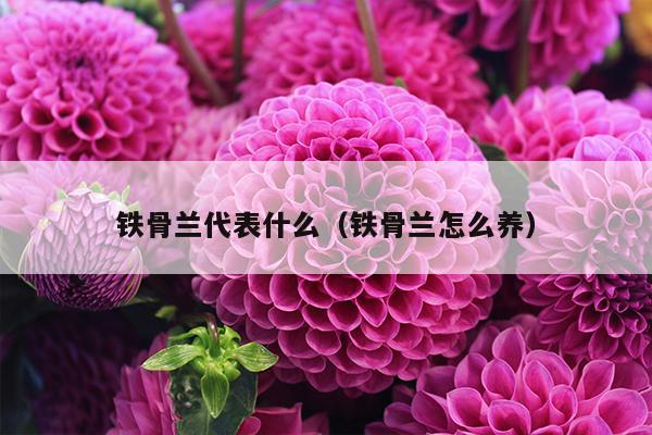 铁骨兰代表什么（铁骨兰怎么养）