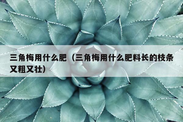 三角梅用什么肥（三角梅用什么肥料长的枝条又粗又壮）