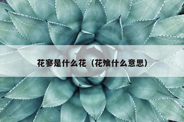 花寥是什么花（花飧什么意思）