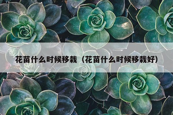 花苗什么时候移栽（花苗什么时候移栽好）