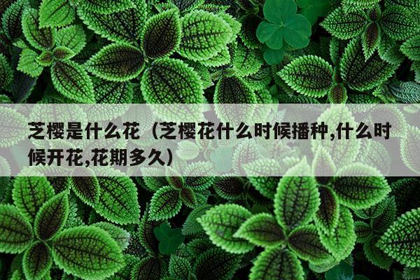 芝樱是什么花（芝樱花什么时候播种,什么时候开花,花期多久）