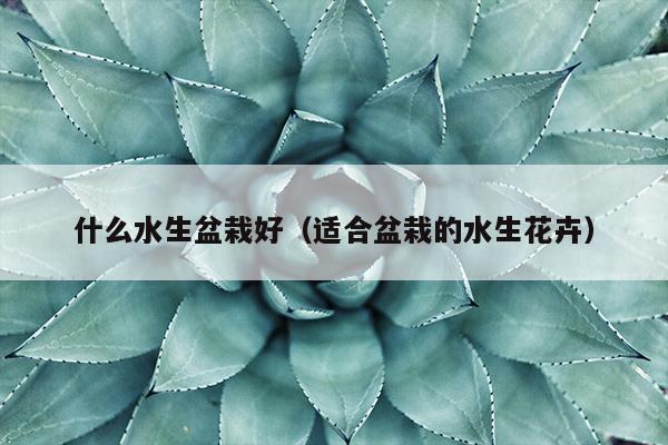 什么水生盆栽好（适合盆栽的水生花卉）