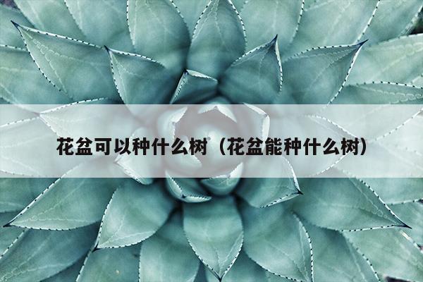 花盆可以种什么树（花盆能种什么树）