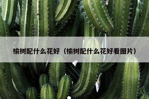 榆树配什么花好（榆树配什么花好看图片）