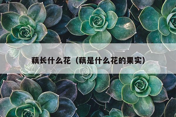 藕长什么花（藕是什么花的果实）