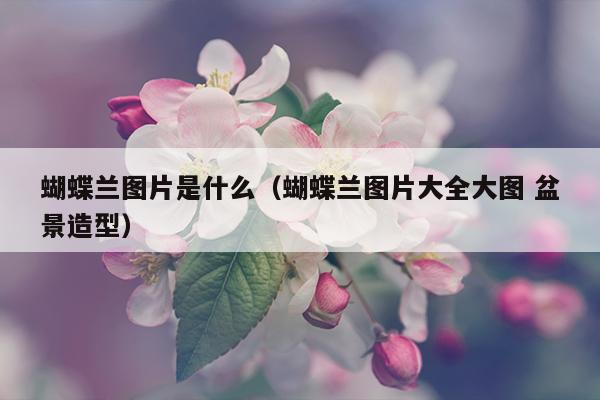 蝴蝶兰图片是什么（蝴蝶兰图片大全大图 盆景造型）