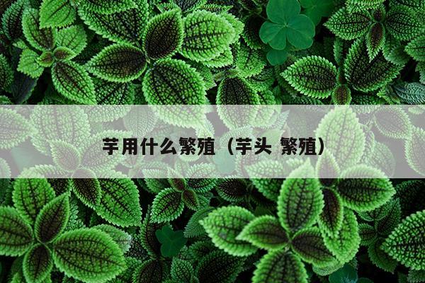 芋用什么繁殖（芋头 繁殖）