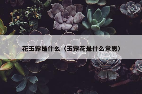 花玉露是什么（玉露花是什么意思）