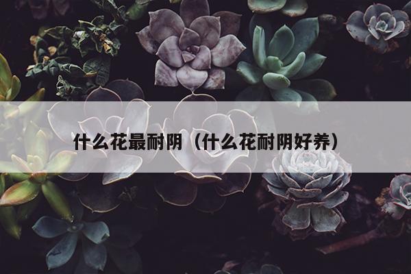 什么花最耐阴（什么花耐阴好养）