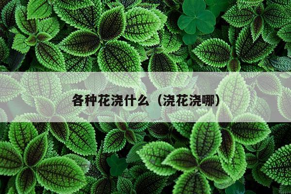 各种花浇什么（浇花浇哪）