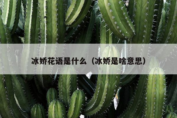 冰娇花语是什么（冰娇是啥意思）