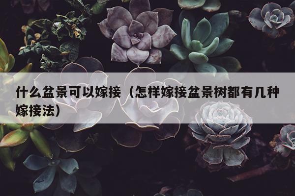 什么盆景可以嫁接（怎样嫁接盆景树都有几种嫁接法）