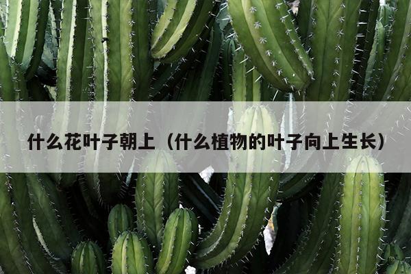 什么花叶子朝上（什么植物的叶子向上生长）