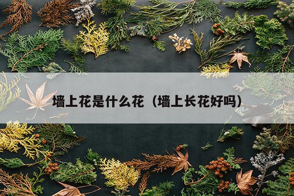 墙上花是什么花（墙上长花好吗）