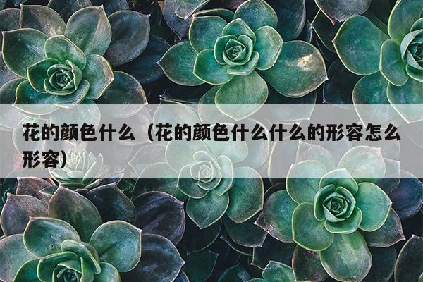 花的颜色什么（花的颜色什么什么的形容怎么形容）