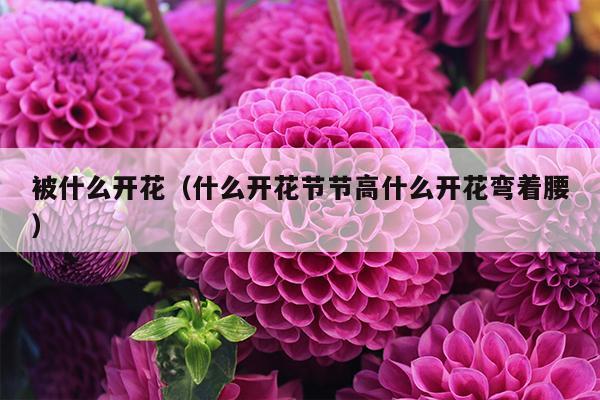 被什么开花（什么开花节节高什么开花弯着腰）