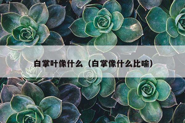 白掌叶像什么（白掌像什么比喻）