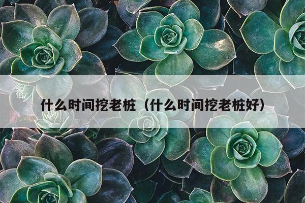 什么时间挖老桩（什么时间挖老桩好）