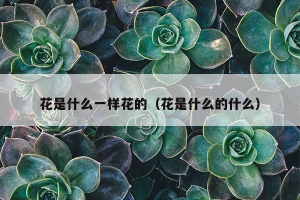 花是什么一样花的（花是什么的什么）