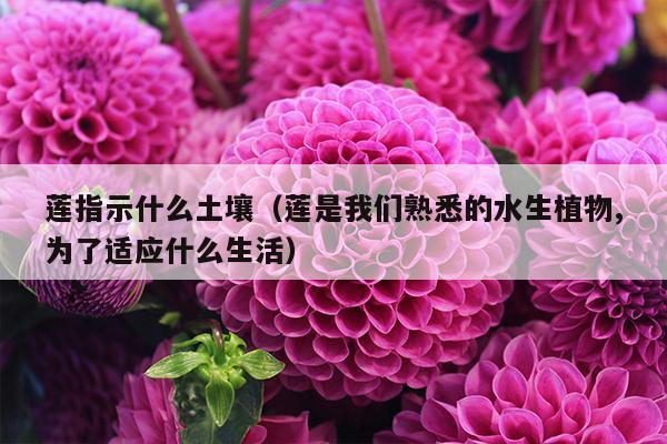 莲指示什么土壤（莲是我们熟悉的水生植物,为了适应什么生活）