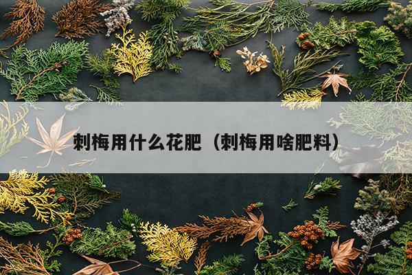 刺梅用什么花肥（刺梅用啥肥料）