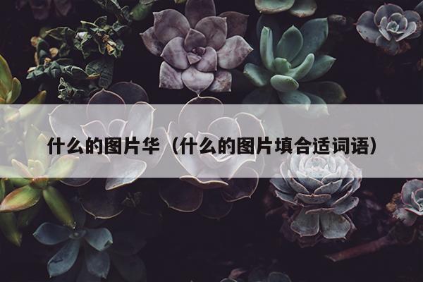 什么的图片华（什么的图片填合适词语）