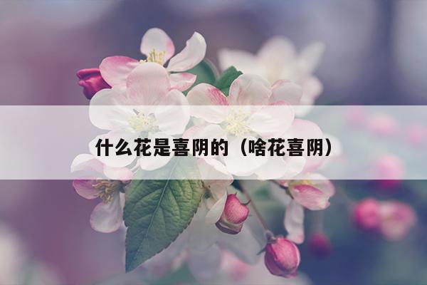 什么花是喜阴的（啥花喜阴）